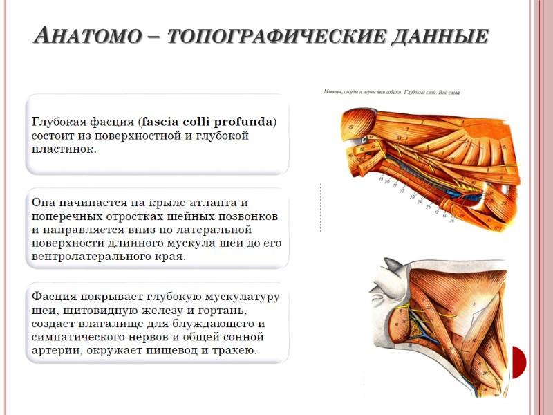 Анатомо – топографические данные